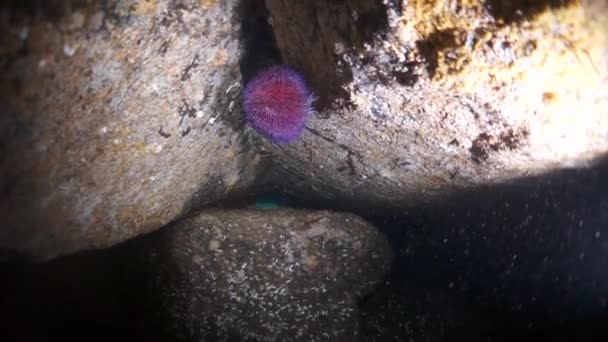 Red Sea urchin echinus on the rocky bottom of the Barents Sea. — Stock Video