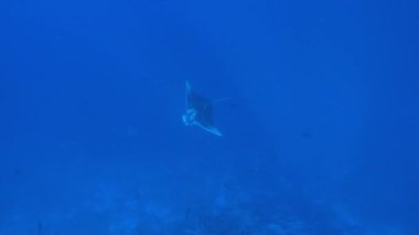 Büyük Siyah Okyanus Manta balığı mavi sularda yüzüyor.