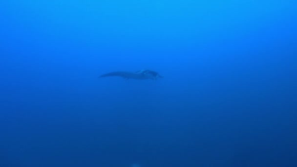 Manta océanique noire géante flottant sur un fond d'eau bleue — Video