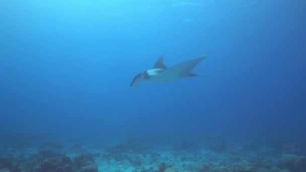 Giant Black Oceanic Manta mengambang di latar belakang air biru — Stok Video