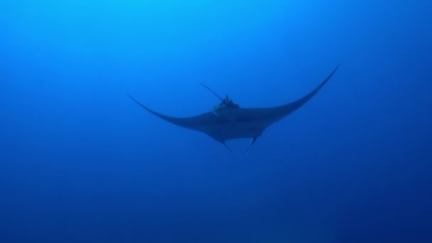 Giant Black Oceanic Manta floating on a background of blue water — Stock Video