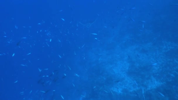 Giant Black Oceanic Manta Ray birostris feeding floating on a background of blue water — Stock Video