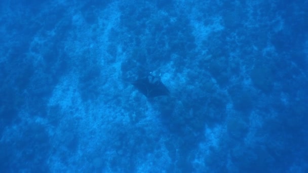 Grand poisson Manta océanique noir flottant sur un fond d'eau bleue — Video