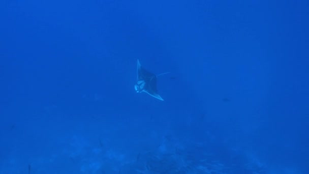 Big Black Oceanic Manta ψάρια που επιπλέουν σε ένα φόντο από μπλε νερό — Αρχείο Βίντεο