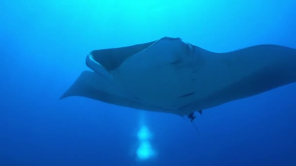 Giant Black Oceanic Manta floating on a background of blue water — Stock Video