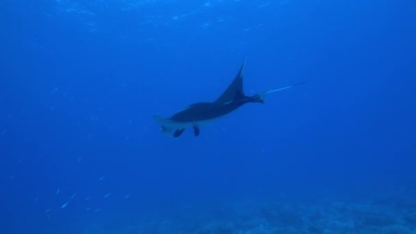 Obr Black Oceanic Manta plovoucí na pozadí modré vody — Stock video