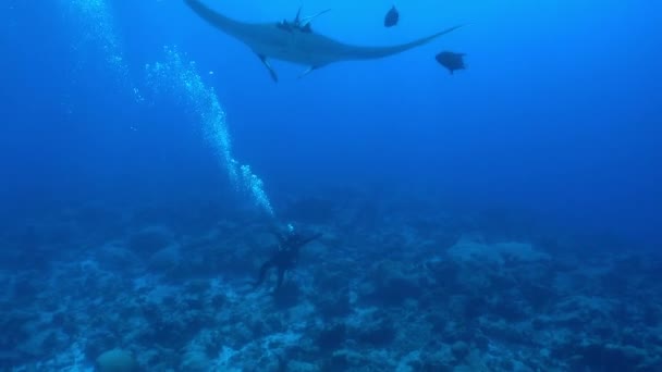 Big Black Oceanic Manta pesce galleggiante su uno sfondo di acqua blu — Video Stock