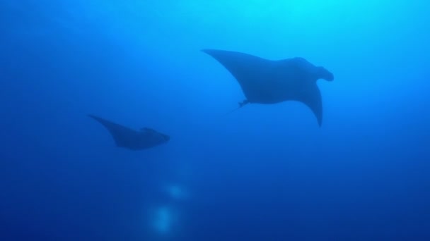 Big Black Oceanic Manta fish floating on a background of blue water — Stock Video