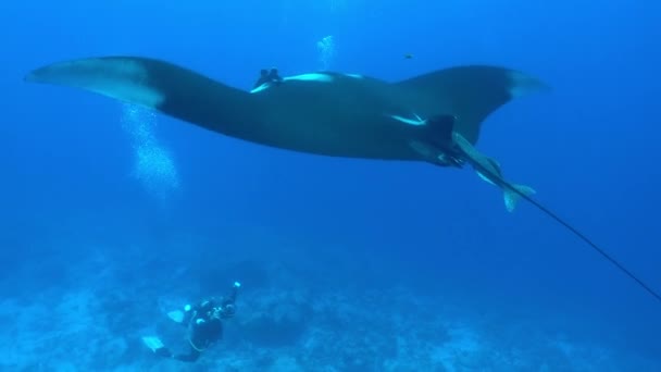 Big Black Oceanic Manta peces flotando sobre un fondo de agua azul — Vídeos de Stock