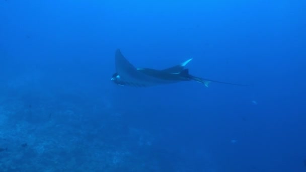 Большая чёрная океаническая манта-рыба плавающая на фоне голубой воды — стоковое видео