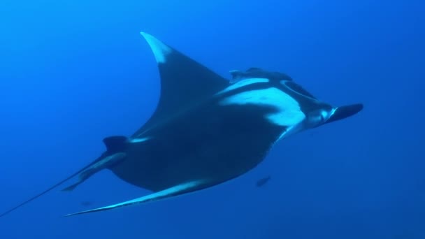 Óriás fekete Oceanic Manta lebeg a háttérben a kék víz — Stock videók