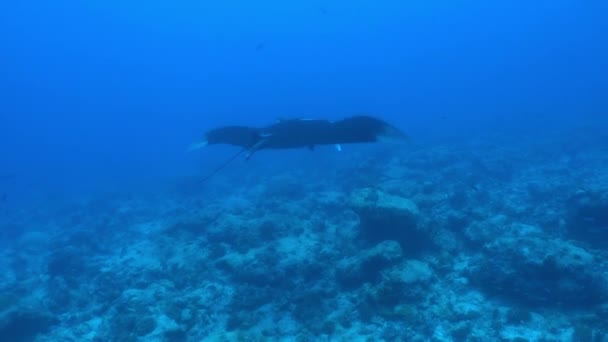 Giant Black Oceanic Manta που επιπλέει σε φόντο γαλάζιου νερού — Αρχείο Βίντεο