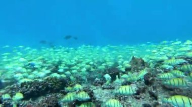 Su altında yiyecek aramak için mavi arka planda bulunan ton balığı sürüsü..