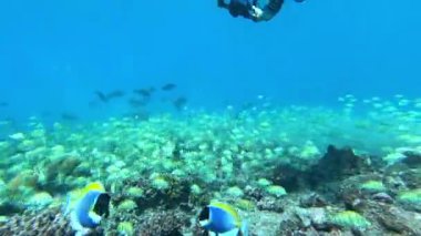 Su altında yiyecek aramak için mavi arka planda bulunan ton balığı sürüsü..