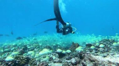 Su altında yiyecek aramak için mavi arka planda bulunan ton balığı sürüsü..
