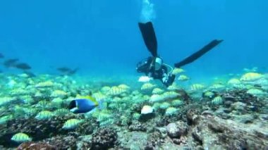 Su altında yiyecek aramak için mavi arka planda bulunan ton balığı sürüsü..