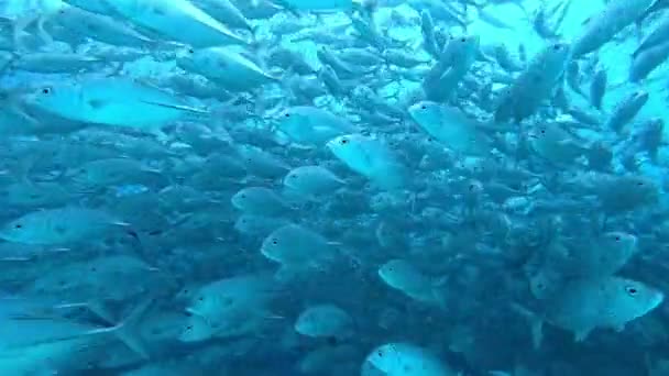 Gigantesco nero Oceanic Manta pesce galleggiante su uno sfondo di acqua blu — Video Stock