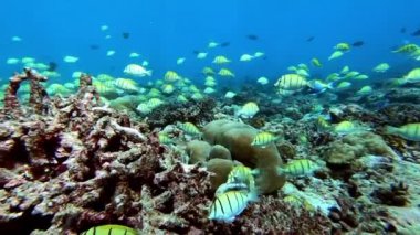 Su altında yiyecek aramak için mavi arka planda bulunan ton balığı sürüsü..
