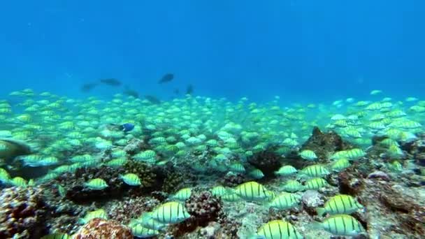 Ecole de thon sur fond bleu de mer sous-marine à la recherche de nourriture. — Video