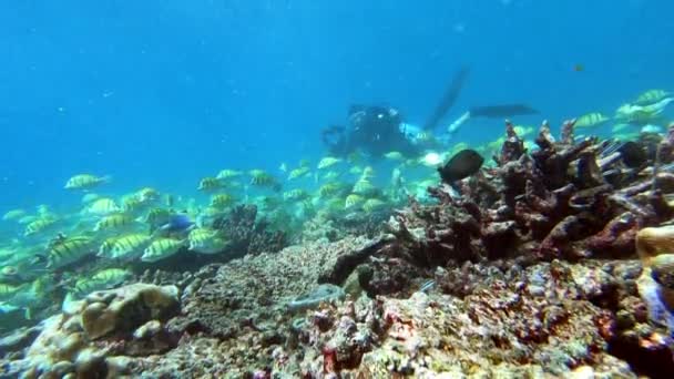 Skolan för tonfisk på blå bakgrund av havet under vatten på jakt efter livsmedel. — Stockvideo