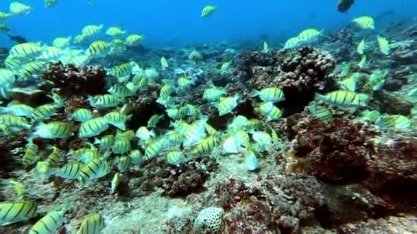 Thunfischschwärme auf blauem Meeresgrund unter Wasser auf der Suche nach Nahrung. — Stockvideo