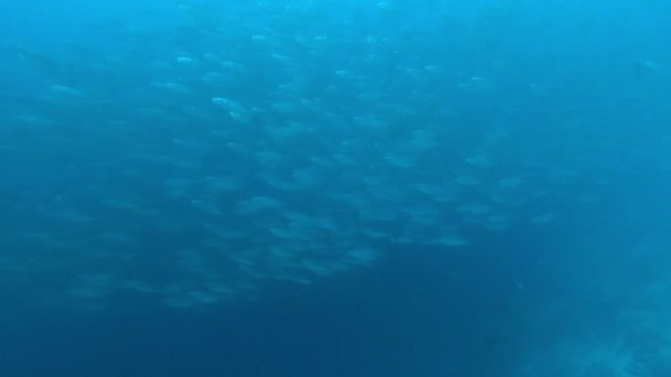 Escuela de atún sobre fondo azul del mar bajo el agua en busca de alimentos. — Vídeos de Stock