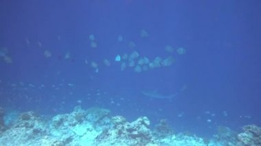 Gümüş uçlu köpekbalığı, Carcharhinus albimargin, mavi derinlikte yüzün..