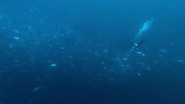 Ecole de thon sur fond bleu de mer sous-marine à la recherche de nourriture. — Video