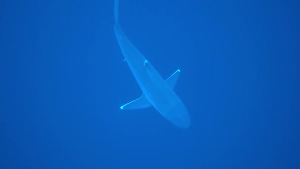 Silvertip Shark, Carcharhinus albimargin, плаває в синій глибині. — стокове відео