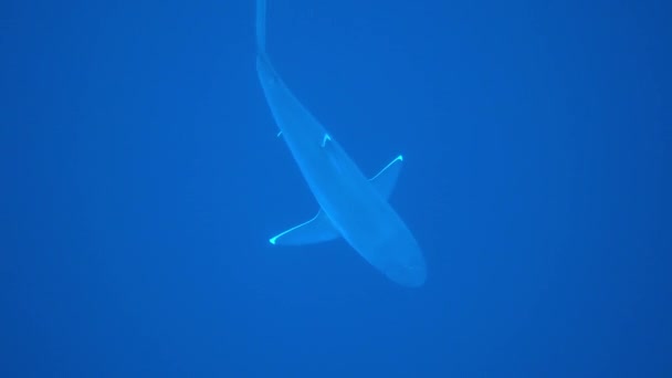 Silvertip Shark, Carcharhinus albimargin, simma i blått djup. — Stockvideo