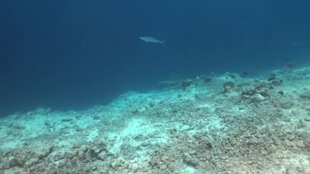 Silberhai, Carcharhinus albimargin, schwimmt in der blauen Tiefe. — Stockvideo