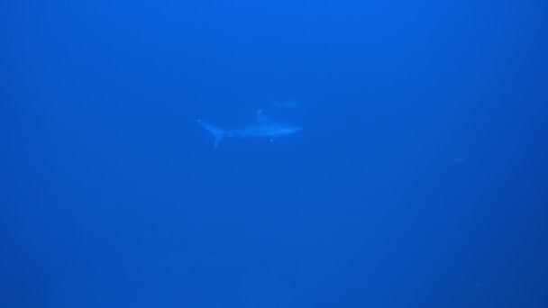 Tiburón plateado, albimargina Carcharhinus, nada en la profundidad azul. — Vídeo de stock