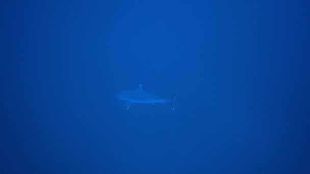 Silvertip Shark, Carcharhinus albimargin, plavat v modré hloubce. — Stock video