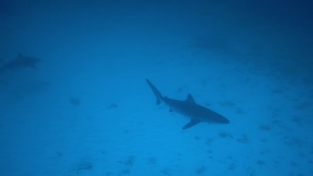 カルチャリヌス・アルビマルギン（Carcharhinus albimargin）のシルバーチップ・シャークは青い深海で泳ぐ。. — ストック動画
