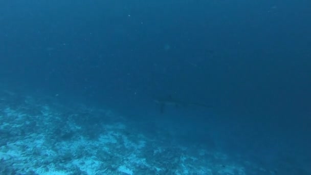 Pelagische Drempelvos haai, Alopias pelagicus, onderwater zwemmen in de blauwe oceaan. — Stockvideo