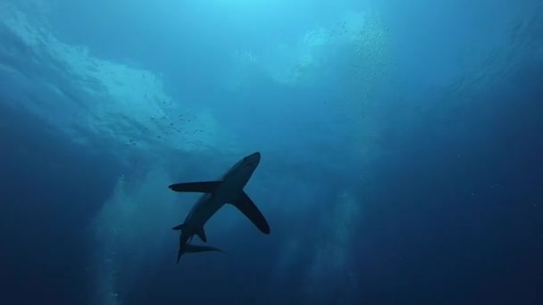 Pelagic Thresher Fox Shark, Alopias pelagicus, підводний плавання в синьому океані. — стокове відео