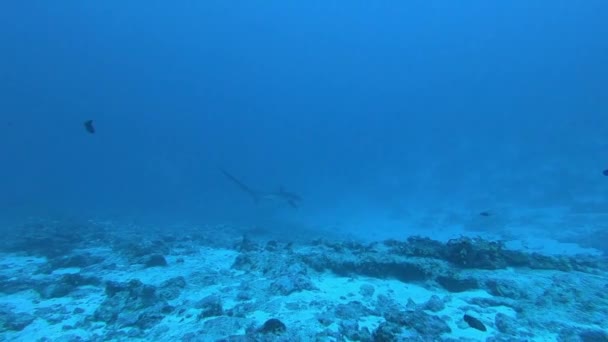 Pelagiczne Rekin lisi, Alopias pelagicus, podwodny pływać w błękitnym oceanie. — Wideo stockowe