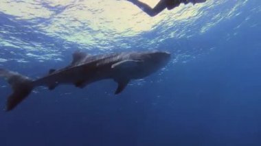 Büyük balina köpekbalığı Rhincodon tipus Maldivler 'de botun arkasında plancton besleniyor.