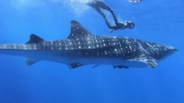 Büyük balina köpekbalığı Rhincodon tipus Maldivler 'de botun arkasında plancton besleniyor.