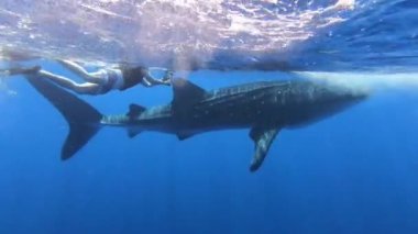 Büyük balina köpekbalığı Rhincodon tipus Maldivler 'de botun arkasında plancton besleniyor.