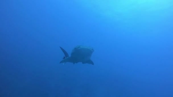 Большая китовая акула магнат Rhincodon питается планктоном за лодкой на Мальдивах — стоковое видео