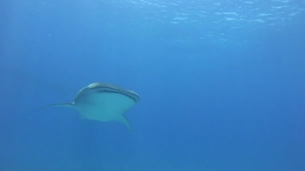 Tiburón ballena grande Rhincodon typus alimentándose de plancton detrás del barco en Maldivas — Vídeo de stock