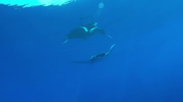 Gigantesco pez Manta Ray negro oceánico flotando sobre un fondo de agua azul — Vídeo de stock