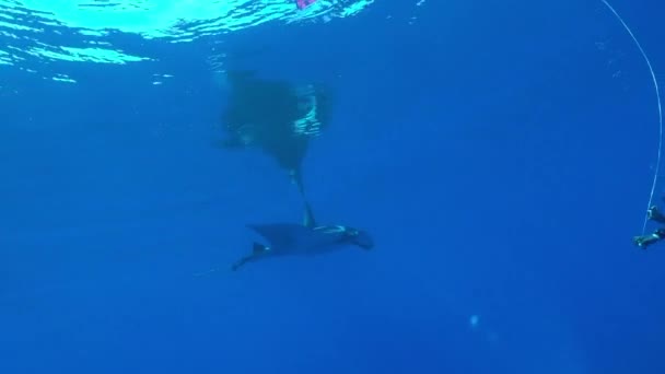 Gigantické Black Oceanic Manta ryby plovoucí na pozadí modré vody — Stock video