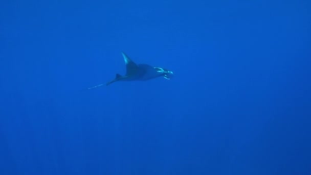 Gigantic Black Oceanic Manta fish floating on a background of blue water — Stock Video