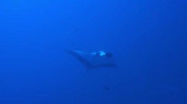 Devasa Siyah Okyanus Manta balığı mavi sularda yüzüyor.