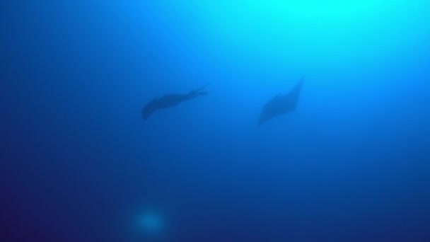 Gigantic Black Oceanic Manta fish floating on a background of blue water — Stock Video