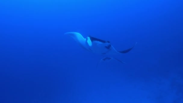 Gigantischer schwarzer ozeanischer Manta-Fisch, der vor blauem Wasser schwimmt — Stockvideo