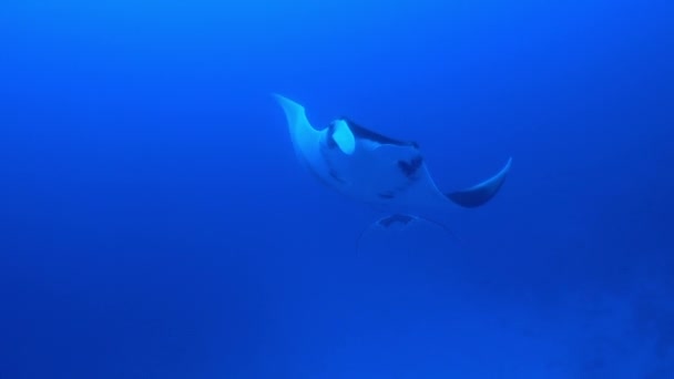 Gigantesco pez Manta Oceánica Negra flotando sobre un fondo de agua azul — Vídeo de stock