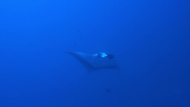 Γιγαντιαίος μαύρος ωκεανός Manta ψάρια επιπλέουν σε ένα φόντο του μπλε νερού — Αρχείο Βίντεο